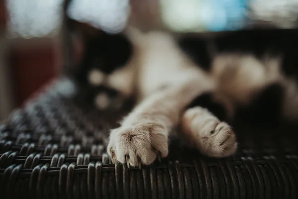 一只家猫爪子的特写镜头 — 图库照片