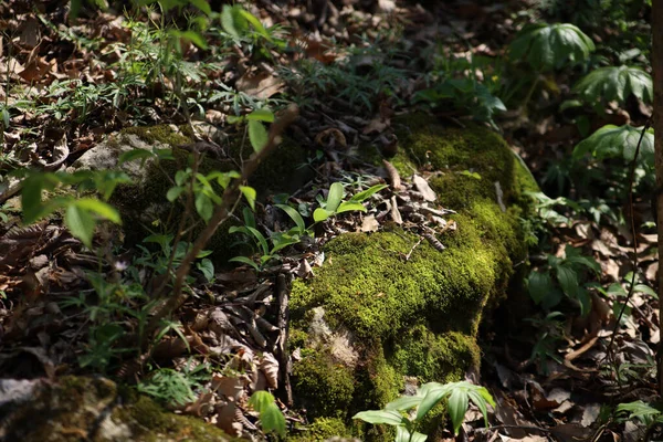 Gros Plan Sol Couvert Verdure Sous Lumière Soleil Dans Arboretum — Photo