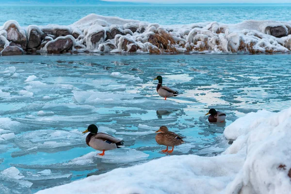 Beau Coup Canards Debout Sur Pause Glace Sur Lac Balaton — Photo