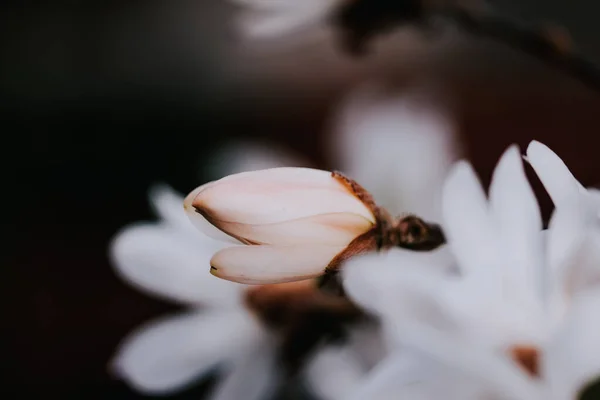 Крупним Планом Біла Квітка Магнолії Гілці Дерева — стокове фото
