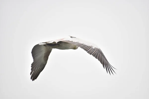 Closeup Shot Tropical Bird Flying India — Stock Photo, Image