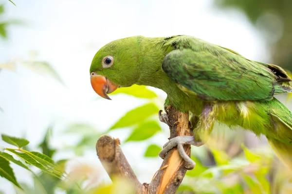 Closeup Green Parakeet Perched Tree Forest — Stock Photo, Image