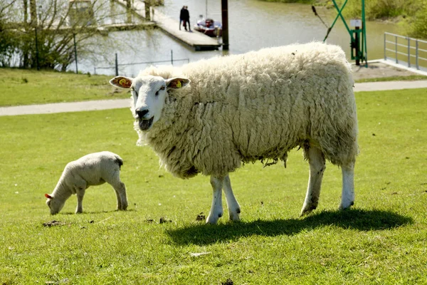 ドイツ シュレースヴィヒ ホルシュタイン州の牧草地に子羊がいる白い羊 — ストック写真