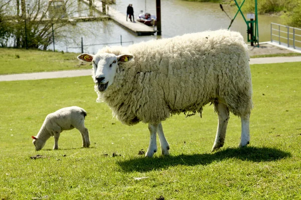 Ett Vitt Får Med Lamm Betesmark Schleswig Holstein Tyskland — Stockfoto