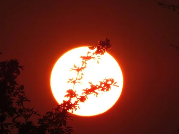 Las Siluetas Las Ramas Los Árboles Gran Sol Rojo — Foto de Stock