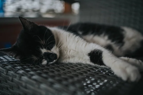 Selective Focus Shot Cute Black White Cat Sleeping Woven Chair — Stock Photo, Image