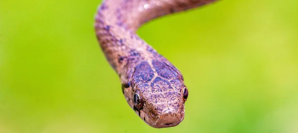 Enfoque Selectivo Una Serpiente Marrón Recién Nacida Conocida Como Storeria — Foto de Stock