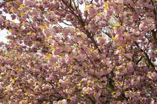 Uma Bela Árvore Cereja Japonesa Florescendo — Fotografia de Stock