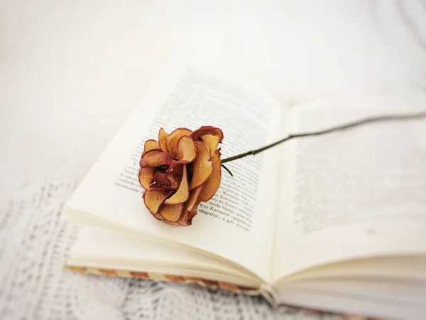 Detailní Záběr Otevřené Knihy Korálky Krásnou Sušenou Květinou — Stock fotografie
