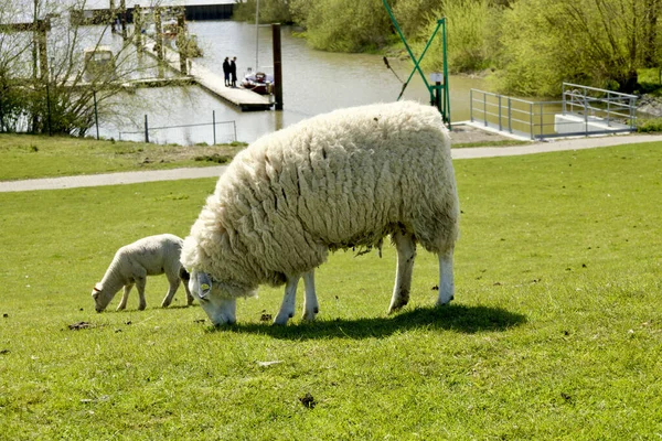 Una Pecora Bianca Con Agnello Pascolo Nello Schleswig Holstein Germania — Foto Stock