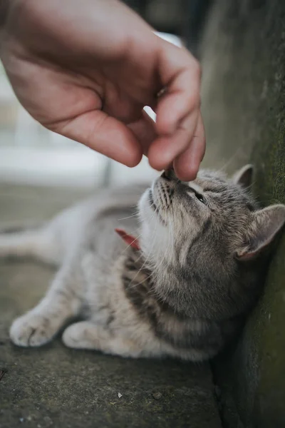 Svislý Výstřel Ruky Člověka Hladící Šedou Kočku Ležící Zemi — Stock fotografie