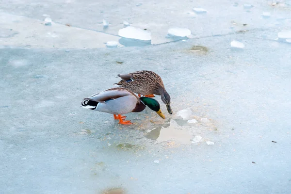 Una Hermosa Toma Patos Bebiendo Agua Una Rotura Hielo Lago —  Fotos de Stock