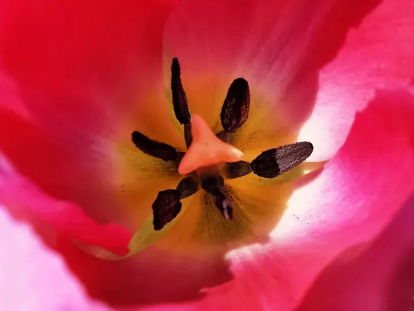 Egy Közeli Felvétel Színes Tulipánokról Kertben — Stock Fotó