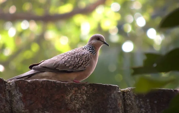 在阳光明媚的一天 在公园的石头上拍摄的一只褐色鸽子的选择性镜头 — 图库照片