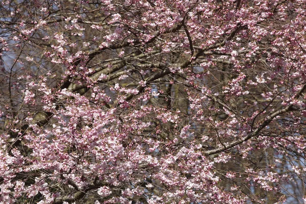 Gros Plan Arbre Fleuri Fleurs Cerisier — Photo