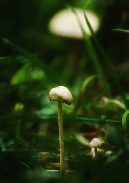 Selective Focus Single Wild Mushroom Growing Fresh Green Grass Forest — Stock Photo, Image