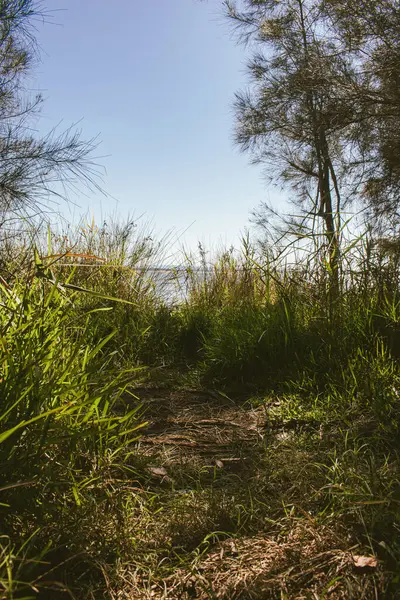 Вертикальный Снимок Свежей Зелени Берегу Спокойного Озера Солнечный День — стоковое фото