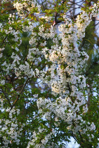 白色花朵和蓝天构成的花朵树的垂直截图 — 图库照片
