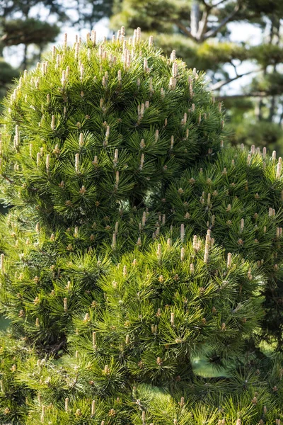 Detailní Záběr Borovice Močálu — Stock fotografie