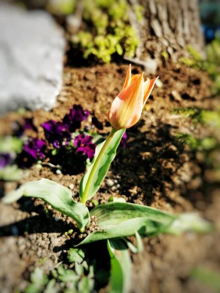 Gros Plan Tulipes Colorées Dans Jardin — Photo