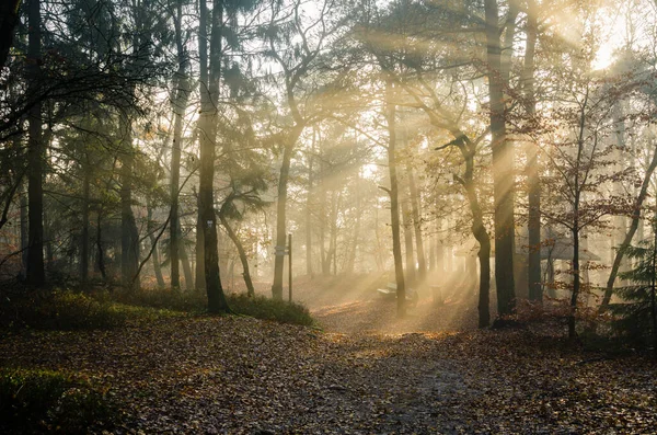 Det Underbara Solljuset Teutoburgerskogen Tyskland — Stockfoto