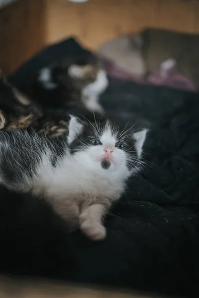 Beyaz Tüylü Gri Benekli Bir Kedi Yavrusu Kırışık Battaniyenin Üzerine — Stok fotoğraf