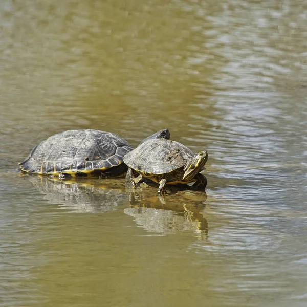 Twee Schildpadden Zwemmen Overdag Een Meer — Stockfoto