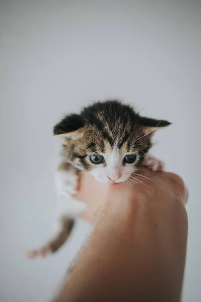 一只手牵着一只可爱的新生小猫的垂直镜头 — 图库照片