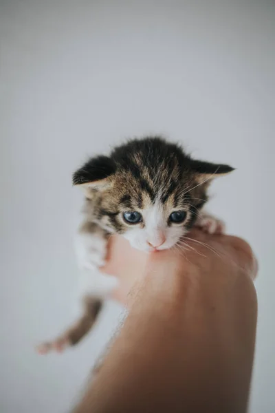 Colpo Verticale Una Mano Che Tiene Gattino Appena Nato Adorabile — Foto Stock