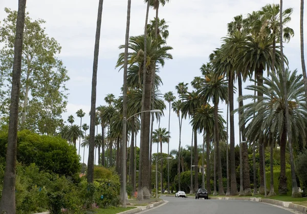 米国ビバリーヒルズ2016年5月8日 カリフォルニア州ロサンゼルスの両側に高いヤシの木があるビバリーヒルズ通り — ストック写真