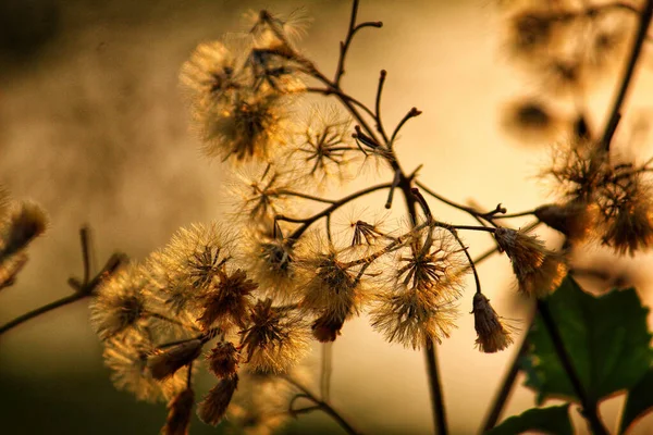 Les Graines Fleurs Pissenlit Dans Beau Fond Doré — Photo