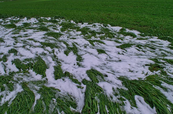 Ένα Κοντινό Πλάνο Του Χιονιού Πράσινο Γρασίδι Ιδανικό Για Φόντο — Φωτογραφία Αρχείου