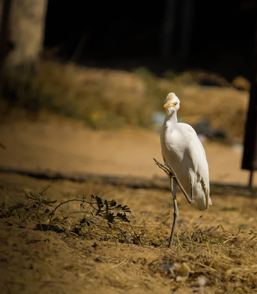 Close Pássaro Gado Egret Pousando Chão Com Uma Perna — Fotografia de Stock