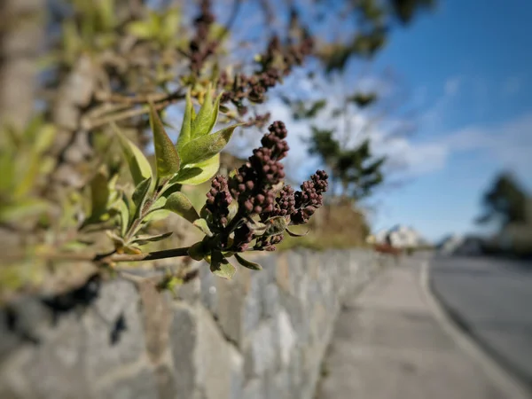 Die Trockenen Beeren Auf Einem Mastixbaum — Stockfoto