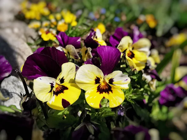 Primer Plano Maricas Violetas Amarillas Creciendo Jardín — Foto de Stock