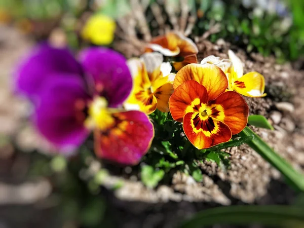 Closeup Shot Colorful Pansies Growing Garden — Stock Photo, Image