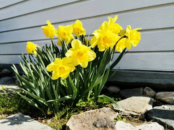 Tiro Close Flores Narcisos Amarelas Brilhantes Crescendo Jardim Uma Casa — Fotografia de Stock