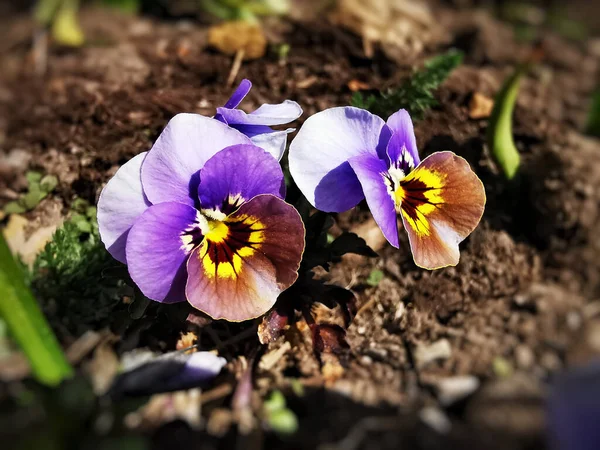 Gros Plan Culottes Violettes Poussant Dans Jardin — Photo