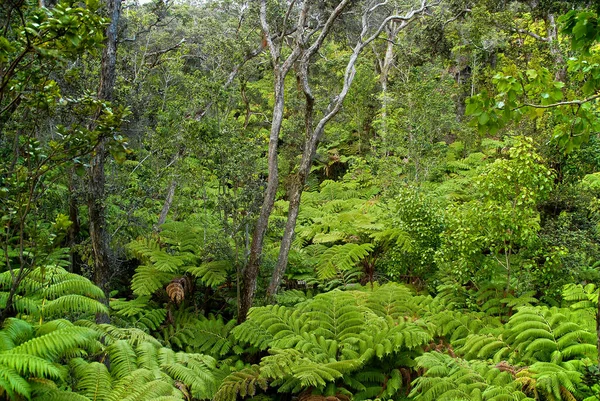 Los Árboles Verdes Frescos Bosque —  Fotos de Stock