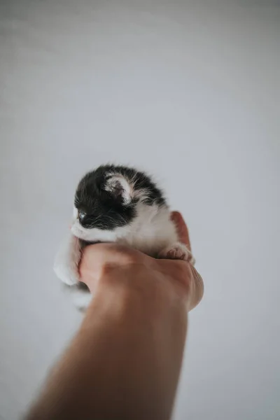 Nízký Úhel Záběru Ruky Člověka Držícího Roztomilé Kotě — Stock fotografie