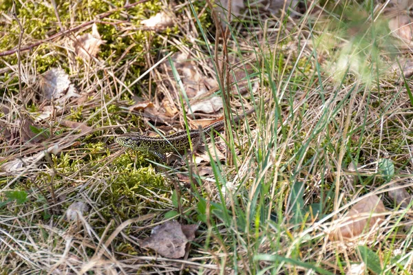 Pequeno Lagarto Escondido Grama Seca Uma Floresta — Fotografia de Stock