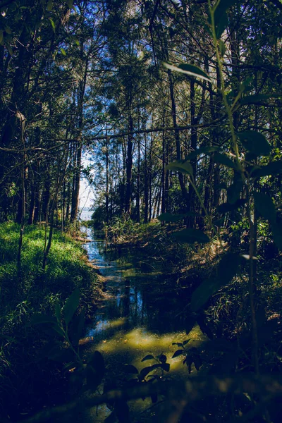 一条流过树林的溪流的垂直截图 — 图库照片