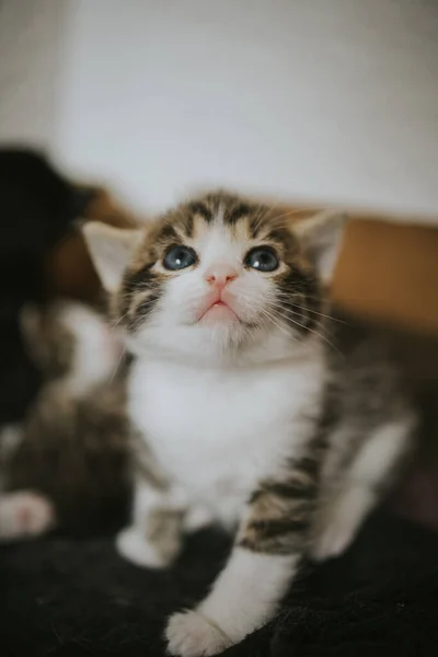 Yatakta Yatan Sevimli Bir Kedi Yavrusunun Dikey Görüntüsü — Stok fotoğraf