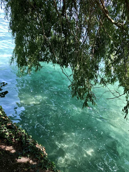 Closeup Tree Branches Water Constance Lake Scenic Nature Mainau Island — Stock Photo, Image