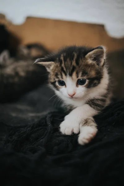 一只可爱的小猫躺在床上的一张垂直的照片 — 图库照片