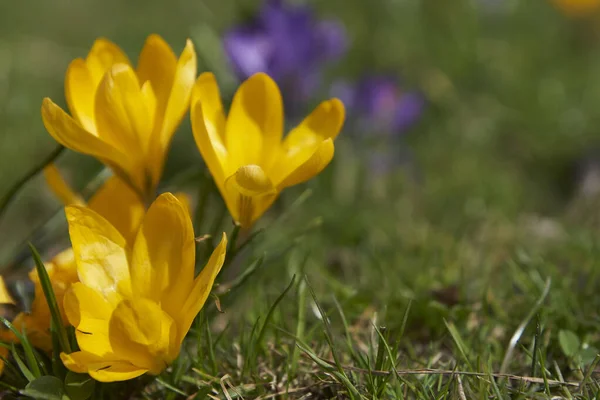 Zbliżenie Ujęcie Pięknych Kwiatów Krokusa Polu — Zdjęcie stockowe
