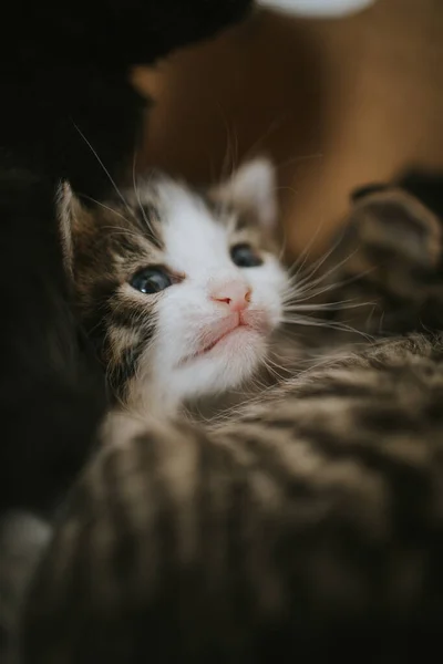 Een Verticaal Schot Van Een Schattig Katje Liggend Een Bed — Stockfoto