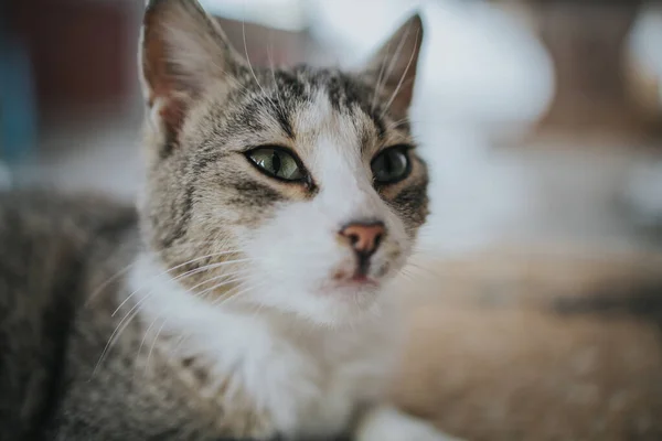Retrato Lindo Gato Tabby Con Ojos Verdes Tirados Suelo — Foto de Stock