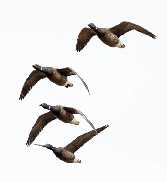 Een Verticaal Shot Van Een Groep Vliegende Ganzen Geïsoleerd Een — Stockfoto