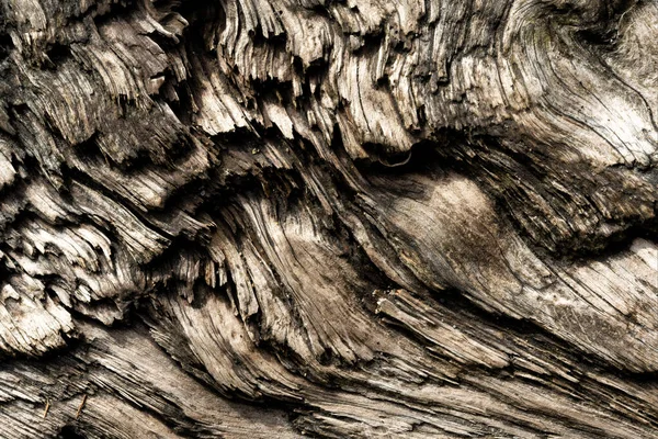 Detailní Záběr Hrubého Dřeva Textury Sombrio Beach Poblíž Port Renfrew — Stock fotografie